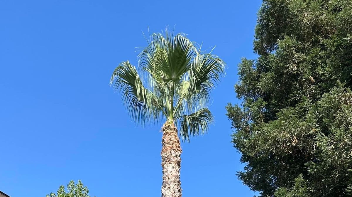 Clean palm tree after professional trimming by Suarez Lawn Services