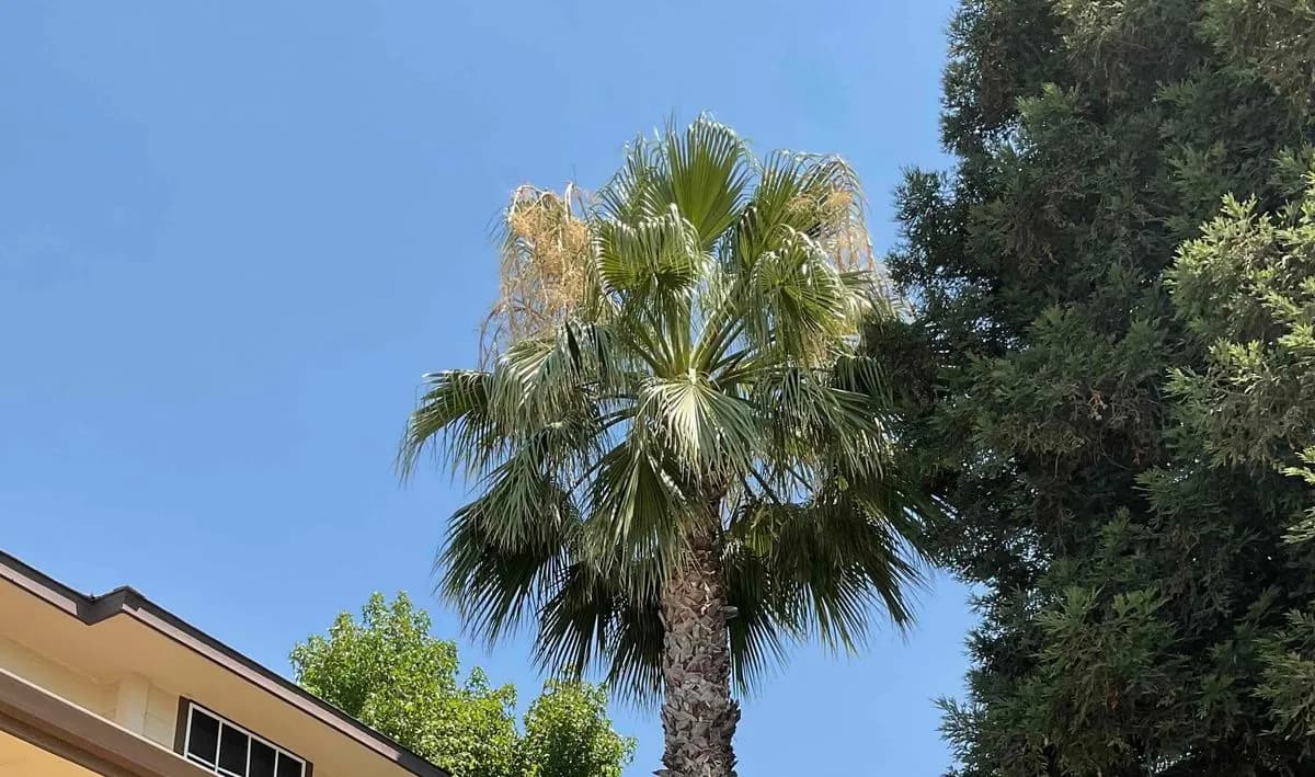 Overgrown palm tree before trimming