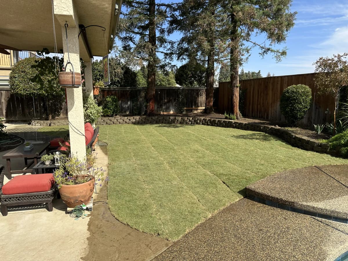 Best Grass Types for Fresno's Alkaline Soil and Hot Summers