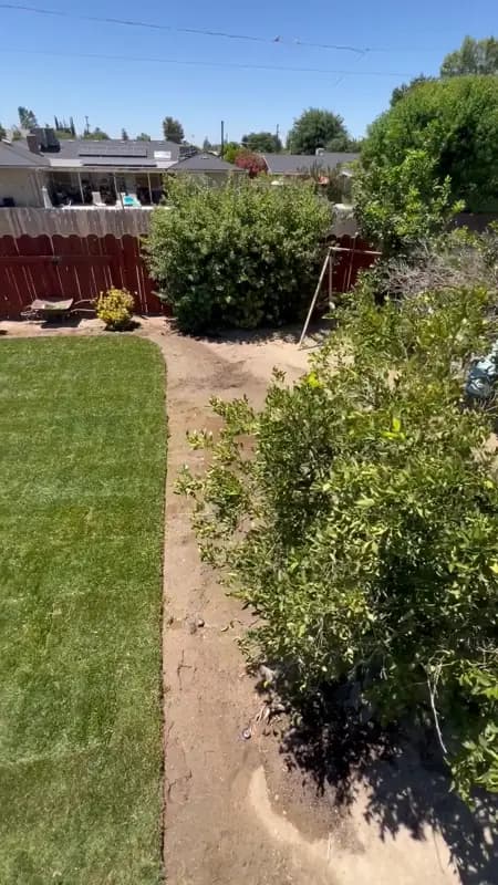 Fresh sod installation showing seams