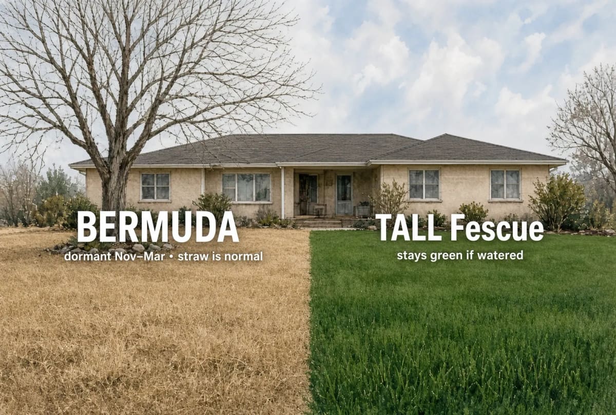 The yard in winter: straw-brown dormant Bermuda on the left, tall fescue on the right still green, a bare tree overhead.