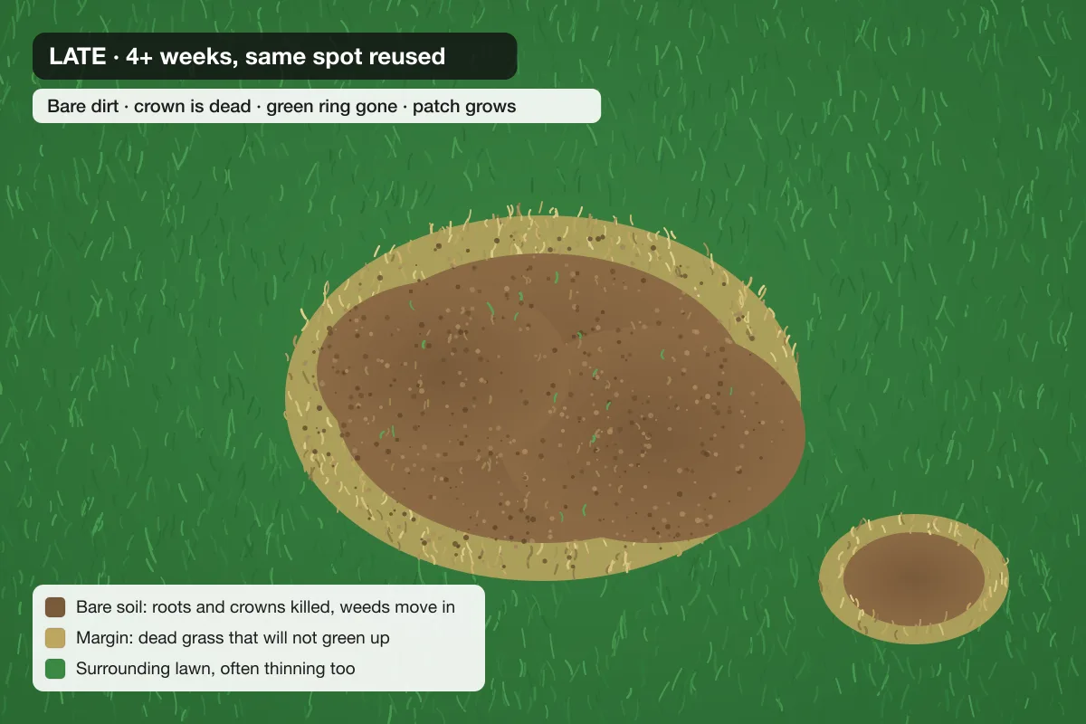 Illustration of late dog urine damage: a large bare dirt patch with a dead tan margin, the green ring gone, and a second spot forming nearby